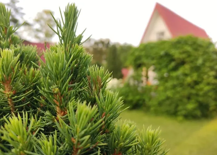 Pod Leszczyna Na Kaszubach * Stężyca