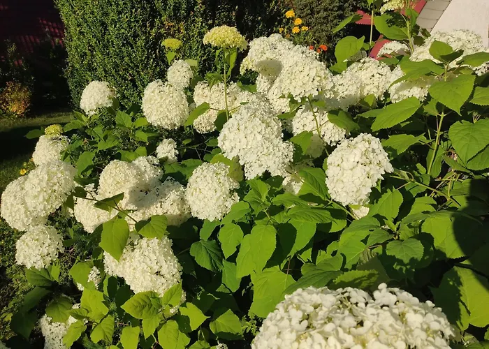 Pod Leszczyna Na Kaszubach 度假居 Stężyca